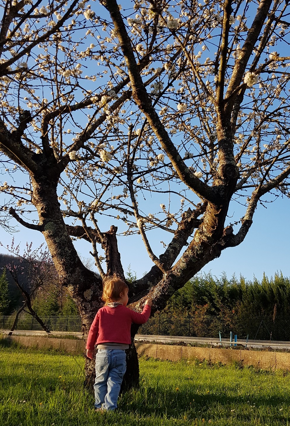 arbre jardin lichen blanc bambin
