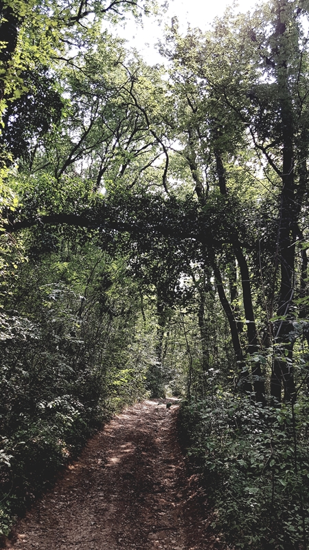 se perdre en foret isère balade