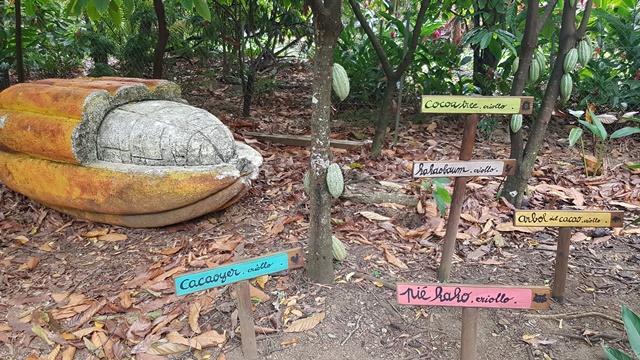 maison du cacao guadeloupe visite