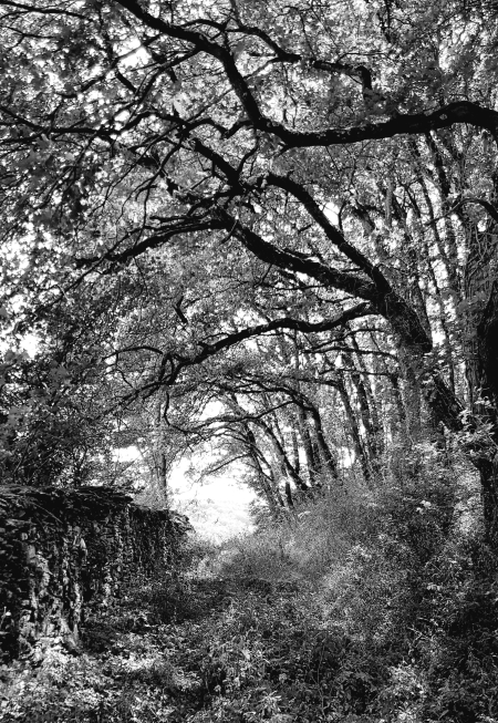 bois clairiere foret promenade isere